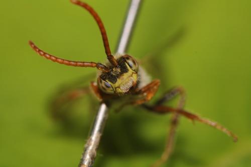 Nomada sp.
